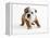 Bulldog Puppy-Peter M. Fisher-Framed Premier Image Canvas