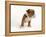 Bulldog Puppy-Peter M. Fisher-Framed Premier Image Canvas