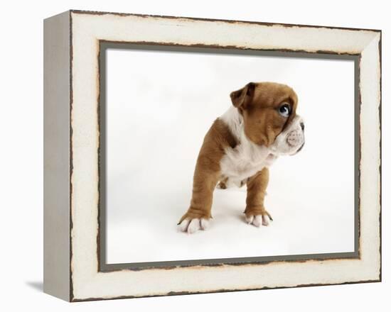 Bulldog Puppy-Peter M. Fisher-Framed Premier Image Canvas