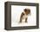 Bulldog Puppy-Peter M. Fisher-Framed Premier Image Canvas