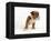 Bulldog Puppy-Peter M. Fisher-Framed Premier Image Canvas