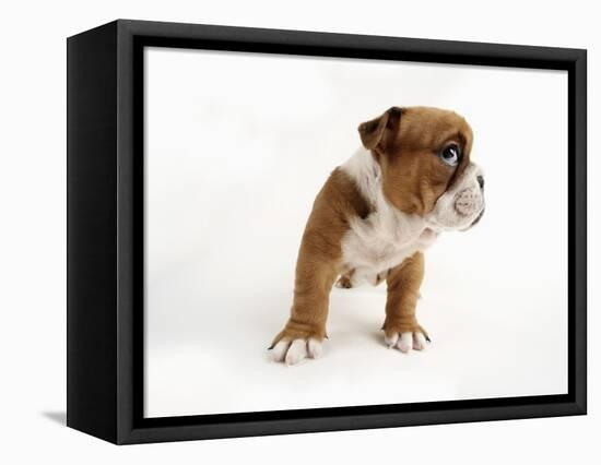 Bulldog Puppy-Peter M. Fisher-Framed Premier Image Canvas