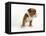 Bulldog Puppy-Peter M. Fisher-Framed Premier Image Canvas