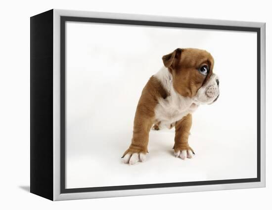 Bulldog Puppy-Peter M. Fisher-Framed Premier Image Canvas