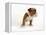 Bulldog Puppy-Peter M. Fisher-Framed Premier Image Canvas