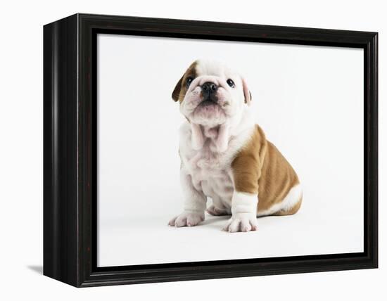 Bulldog Puppy-Peter M^ Fisher-Framed Premier Image Canvas