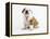 Bulldog Puppy-Peter M^ Fisher-Framed Premier Image Canvas