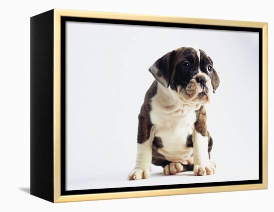 Bulldog Puppy-Jim Craigmyle-Framed Premier Image Canvas