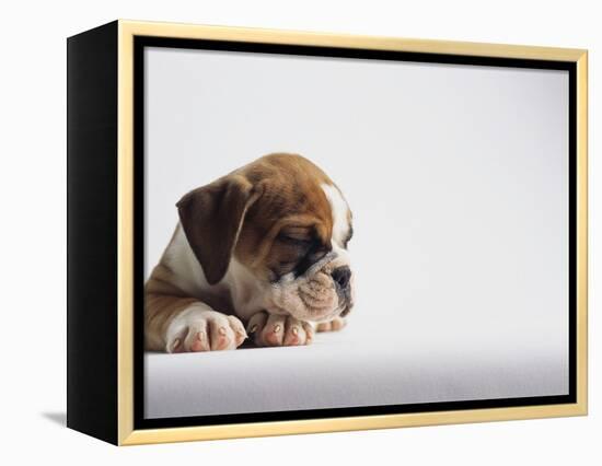 Bulldog Puppy-Jim Craigmyle-Framed Premier Image Canvas