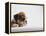 Bulldog Puppy-Jim Craigmyle-Framed Premier Image Canvas