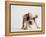 Bulldog Puppy-Jim Craigmyle-Framed Premier Image Canvas