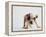 Bulldog Puppy-Jim Craigmyle-Framed Premier Image Canvas