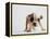 Bulldog Puppy-Jim Craigmyle-Framed Premier Image Canvas