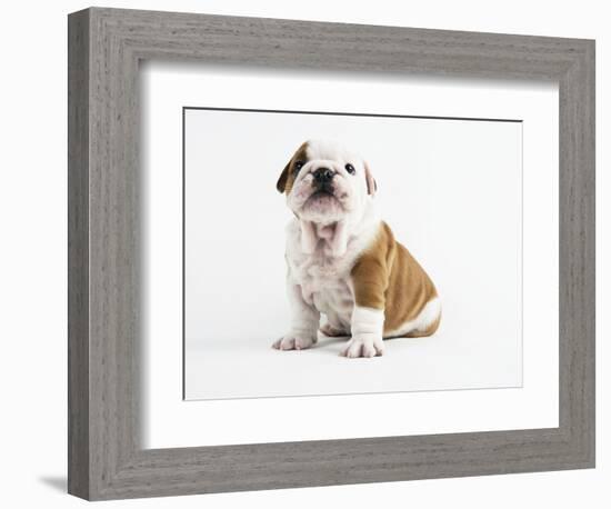 Bulldog Puppy-Peter M^ Fisher-Framed Photographic Print