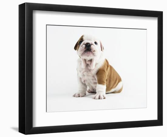 Bulldog Puppy-Peter M^ Fisher-Framed Photographic Print