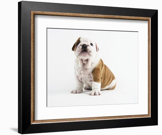 Bulldog Puppy-Peter M^ Fisher-Framed Photographic Print