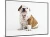 Bulldog Puppy-Peter M^ Fisher-Mounted Photographic Print