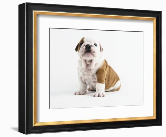 Bulldog Puppy-Peter M^ Fisher-Framed Photographic Print