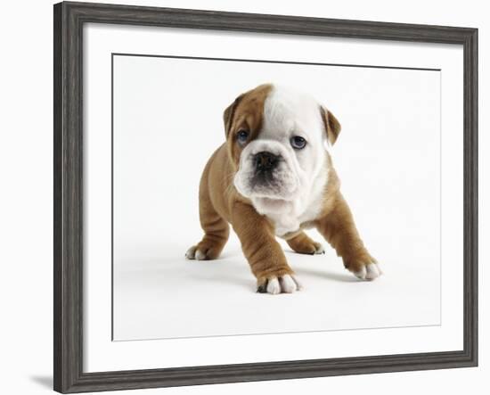 Bulldog Puppy-Peter M. Fisher-Framed Photographic Print