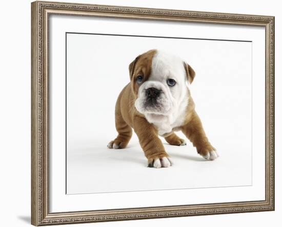 Bulldog Puppy-Peter M. Fisher-Framed Photographic Print