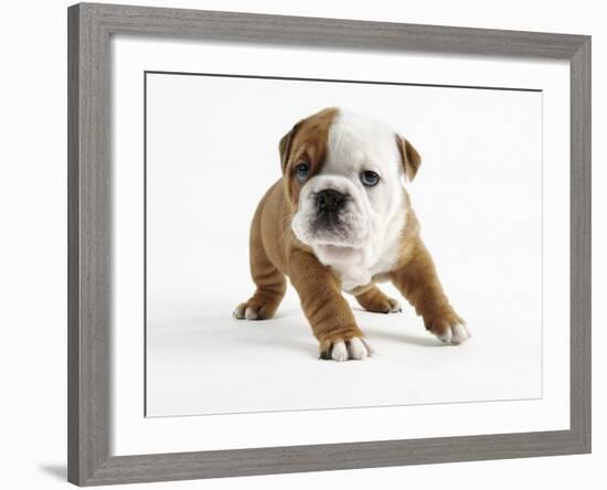 Bulldog Puppy-Peter M. Fisher-Framed Photographic Print