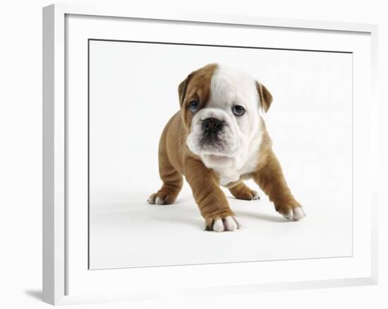 Bulldog Puppy-Peter M. Fisher-Framed Photographic Print