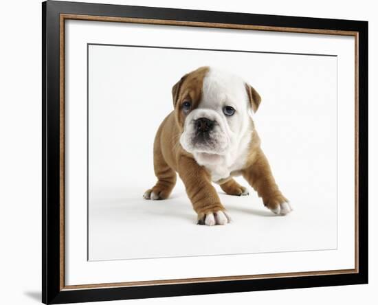 Bulldog Puppy-Peter M. Fisher-Framed Photographic Print