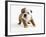 Bulldog Puppy-Peter M. Fisher-Framed Photographic Print