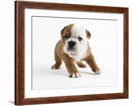 Bulldog Puppy-Peter M. Fisher-Framed Photographic Print