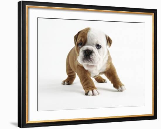 Bulldog Puppy-Peter M. Fisher-Framed Photographic Print