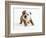 Bulldog Puppy-Peter M. Fisher-Framed Photographic Print