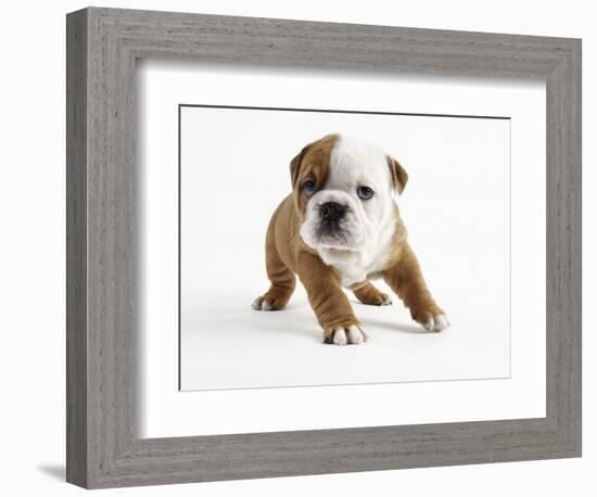 Bulldog Puppy-Peter M. Fisher-Framed Photographic Print