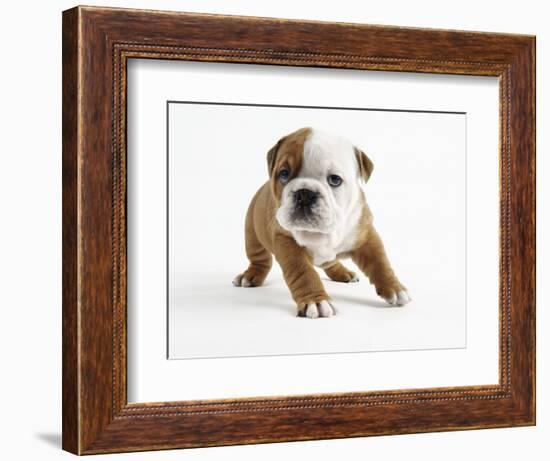 Bulldog Puppy-Peter M. Fisher-Framed Photographic Print