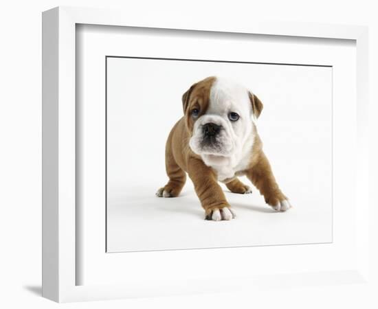 Bulldog Puppy-Peter M. Fisher-Framed Photographic Print