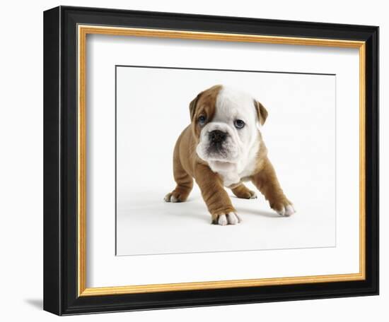 Bulldog Puppy-Peter M. Fisher-Framed Photographic Print