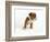 Bulldog Puppy-Peter M. Fisher-Framed Photographic Print