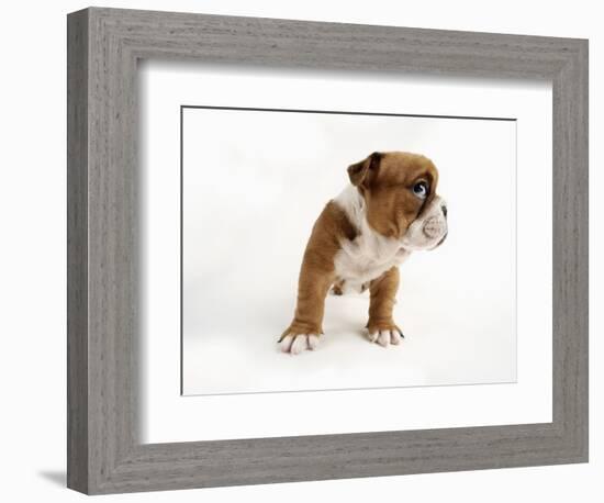 Bulldog Puppy-Peter M. Fisher-Framed Photographic Print