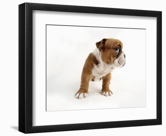 Bulldog Puppy-Peter M. Fisher-Framed Photographic Print