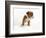 Bulldog Puppy-Peter M. Fisher-Framed Photographic Print