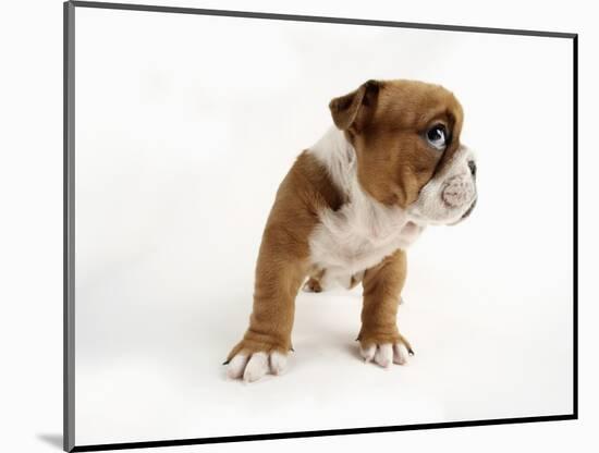 Bulldog Puppy-Peter M. Fisher-Mounted Photographic Print