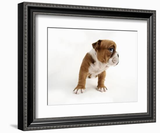 Bulldog Puppy-Peter M. Fisher-Framed Photographic Print