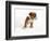 Bulldog Puppy-Peter M. Fisher-Framed Photographic Print