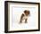 Bulldog Puppy-Peter M. Fisher-Framed Photographic Print