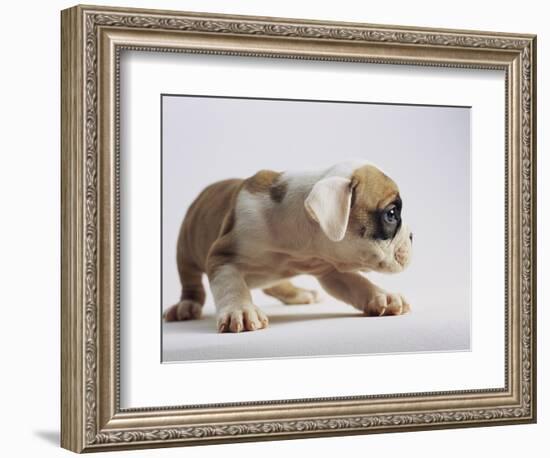 Bulldog Puppy-Jim Craigmyle-Framed Photographic Print