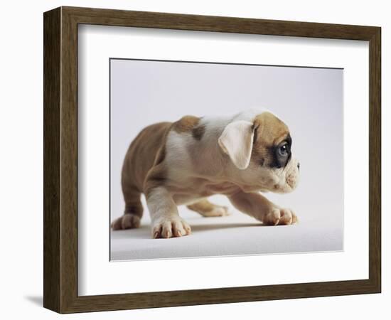 Bulldog Puppy-Jim Craigmyle-Framed Photographic Print