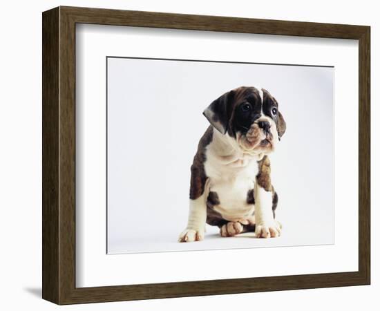 Bulldog Puppy-Jim Craigmyle-Framed Photographic Print