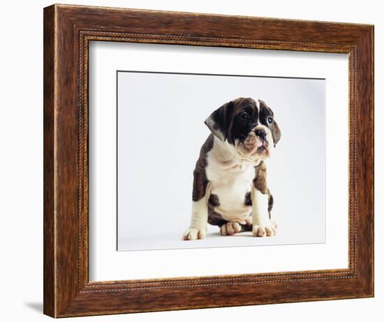 Bulldog Puppy-Jim Craigmyle-Framed Photographic Print