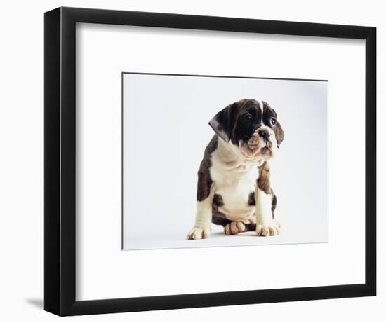 Bulldog Puppy-Jim Craigmyle-Framed Photographic Print