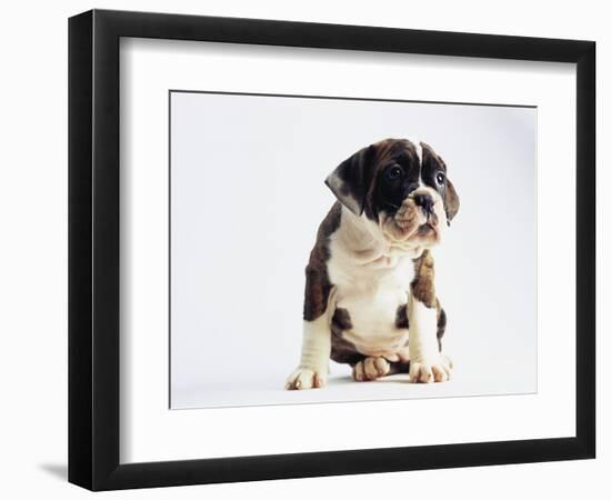 Bulldog Puppy-Jim Craigmyle-Framed Photographic Print