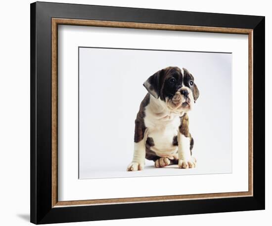 Bulldog Puppy-Jim Craigmyle-Framed Photographic Print